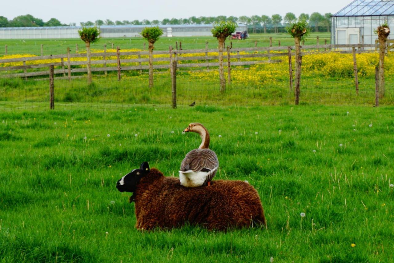 B & B De Gouwe Plek Hoogwoud Exteriér fotografie